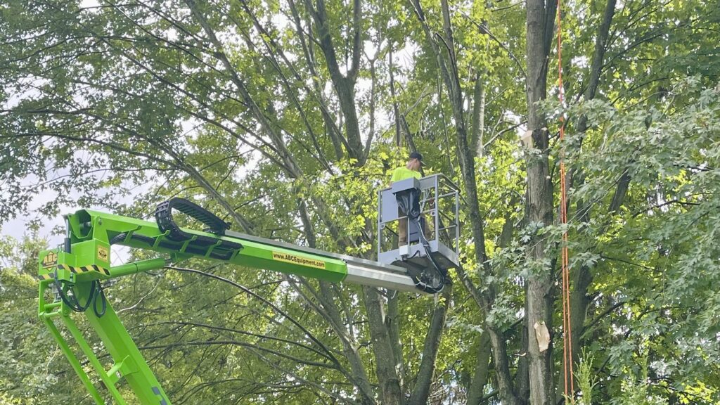 Lavish-Landscape-Tree-Services