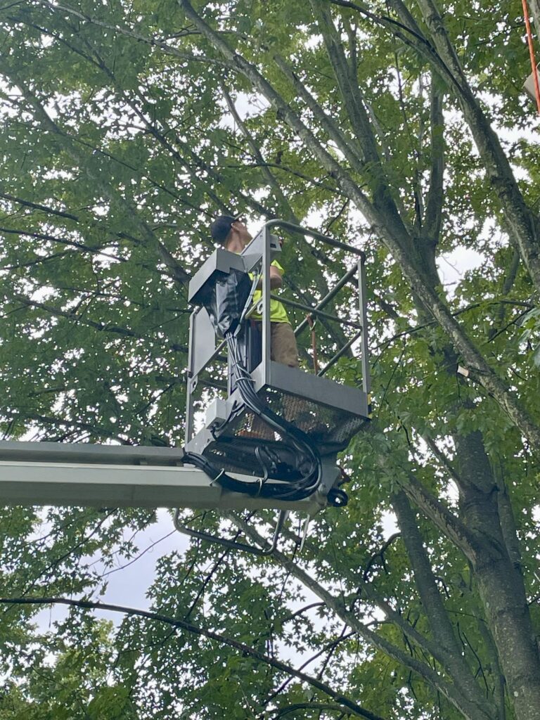 tree-removal-lift