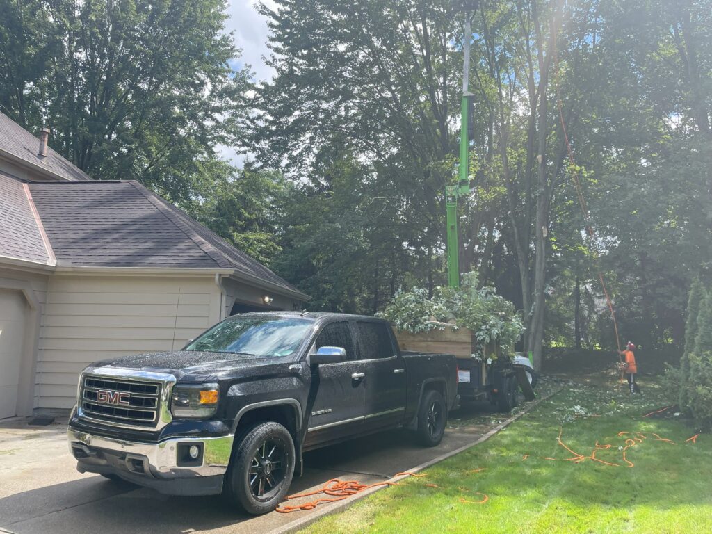 tree-trimming-crew